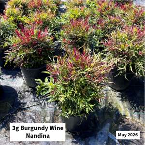 May 2026 3g Burgundy Wine Nandina Website